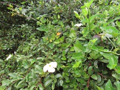 Thunbergia dregeana