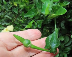 Thunbergia dregeana