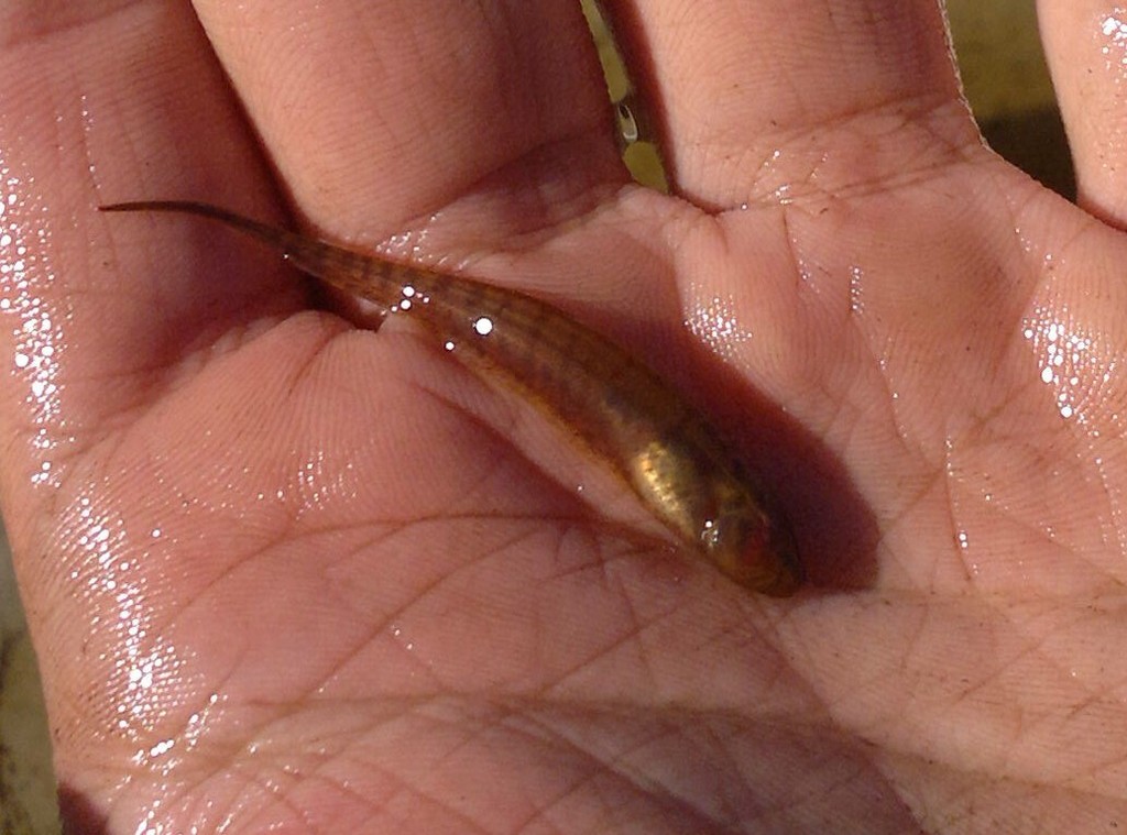 Brachyhypopomus gauderio