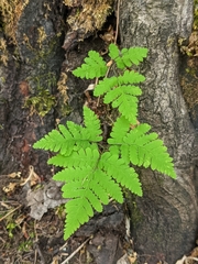 Gymnocarpium dryopteris
