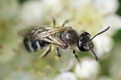 Lasioglossum sisymbrii