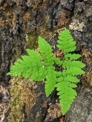 Gymnocarpium dryopteris