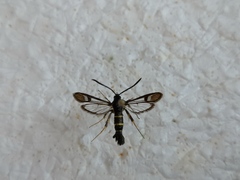 Synanthedon flaviventris