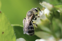 Lasioglossum sisymbrii