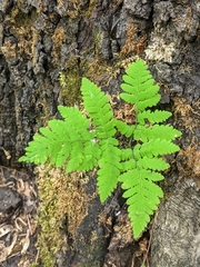 Gymnocarpium dryopteris