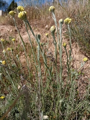 Helichrysum stoechas