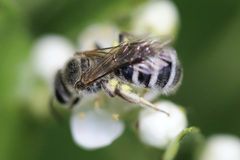 Lasioglossum sisymbrii