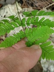 Gymnocarpium dryopteris