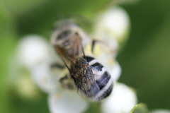 Lasioglossum sisymbrii