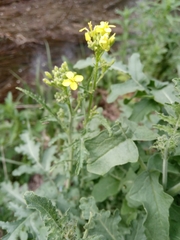 Sisymbrium runcinatum