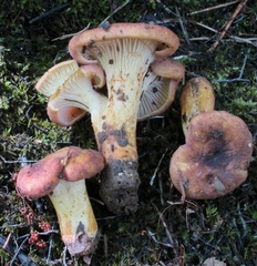 Image of Cantharellus lewisii