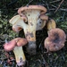 Cantharellus lewisii - Photo (c) mycowalt, some rights reserved (CC BY-SA), uploaded by mycowalt