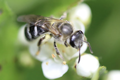 Lasioglossum sisymbrii
