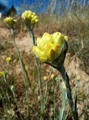 Helichrysum stoechas