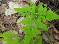 Gymnocarpium dryopteris
