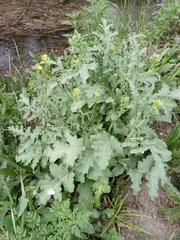 Sisymbrium runcinatum