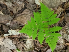 Gymnocarpium dryopteris