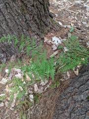 Dryopteris intermedia