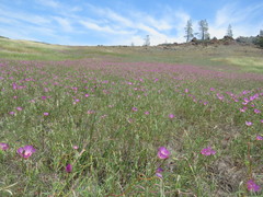 Clarkia gracilis tracyi