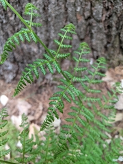 Dryopteris intermedia