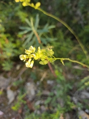 Biscutella auriculata