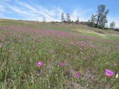 Clarkia gracilis tracyi