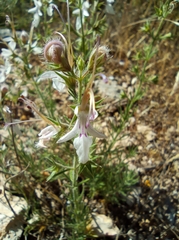 Teucrium pseudochamaepitys