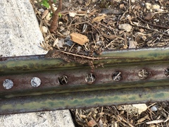 Anolis sagrei sagrei