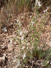 Teucrium pseudochamaepitys