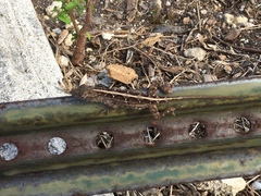 Anolis sagrei sagrei