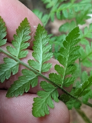 Dryopteris intermedia