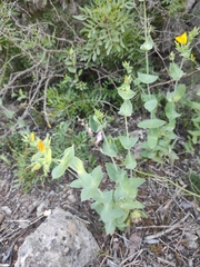 Blackstonia perfoliata