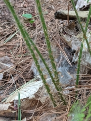 Dryopteris intermedia