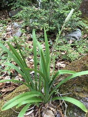 Melanthieae