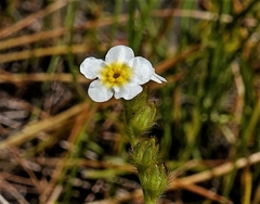 Plagiobothrys figuratus