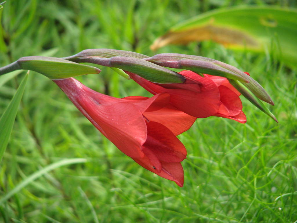 Suicide Gladiolus