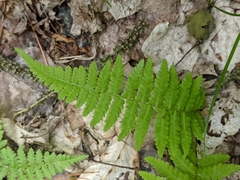 Athyrium angustum