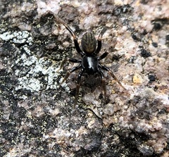 Allocosinae