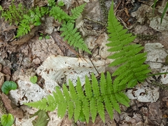 Athyrium angustum