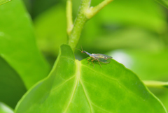 Xanthostigma corsica