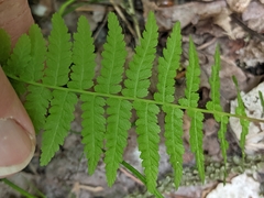 Athyrium angustum