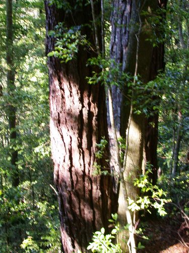Chiapas white pine