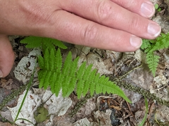 Athyrium angustum