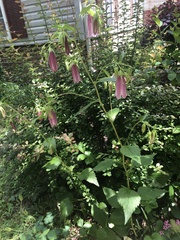 Campanula punctata