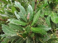 Allophylus natalensis