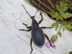 Otiorhynchus cardiniger