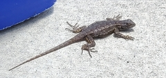 Sceloporus occidentalis