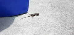 Sceloporus occidentalis