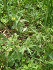 Geranium dissectum