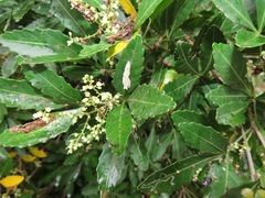 Allophylus natalensis